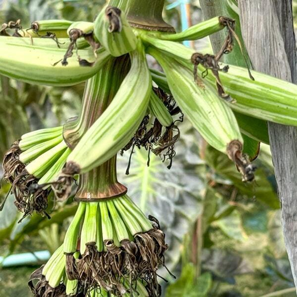 Банан вариегатный FLORIDA