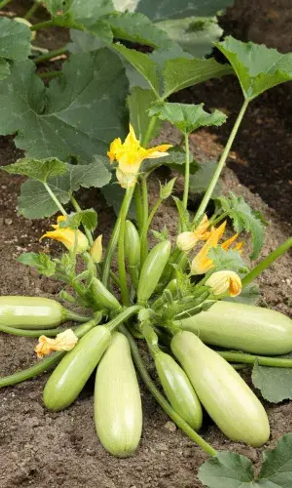 Кабачок Весеннее чудо 10шт УрДачник