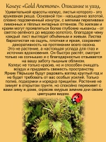 Колеус Золотой Анемон