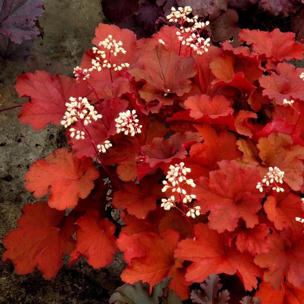 Гейхера Рио