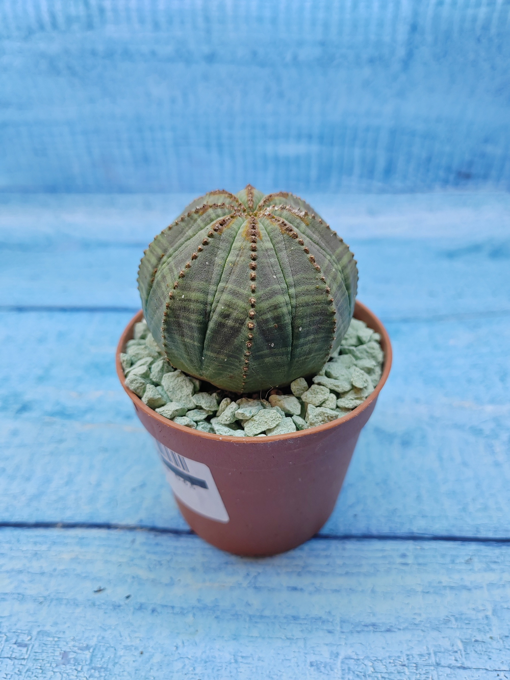 Euphorbia Obesa (Эуфорбия)