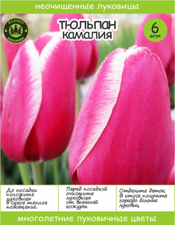 Тюльпан Луковица, Камалия, 6+шт