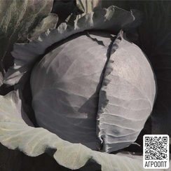 Климаро F1 семена капусты краснокочанной (Bejo / Бейо)