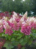 Гортензия метельчатая Пинки Винки