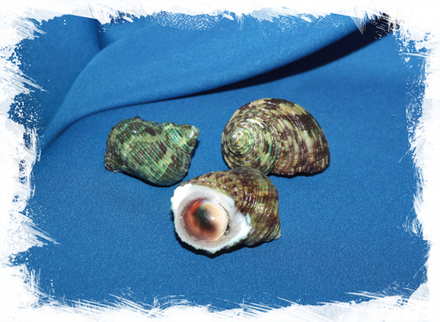 Турбо Спарвериус с крышечкой, 3-5см, 1шт