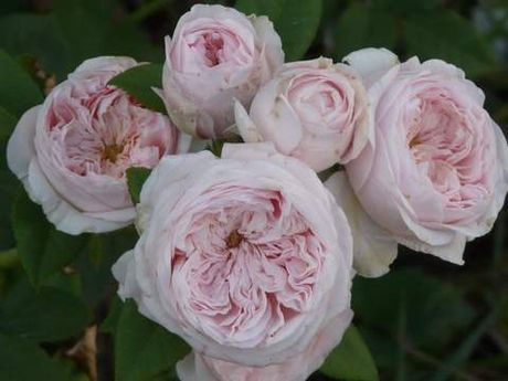 Клероуз (Claire Rose)