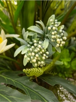 Композиция в напольной вазе "Орхидея"