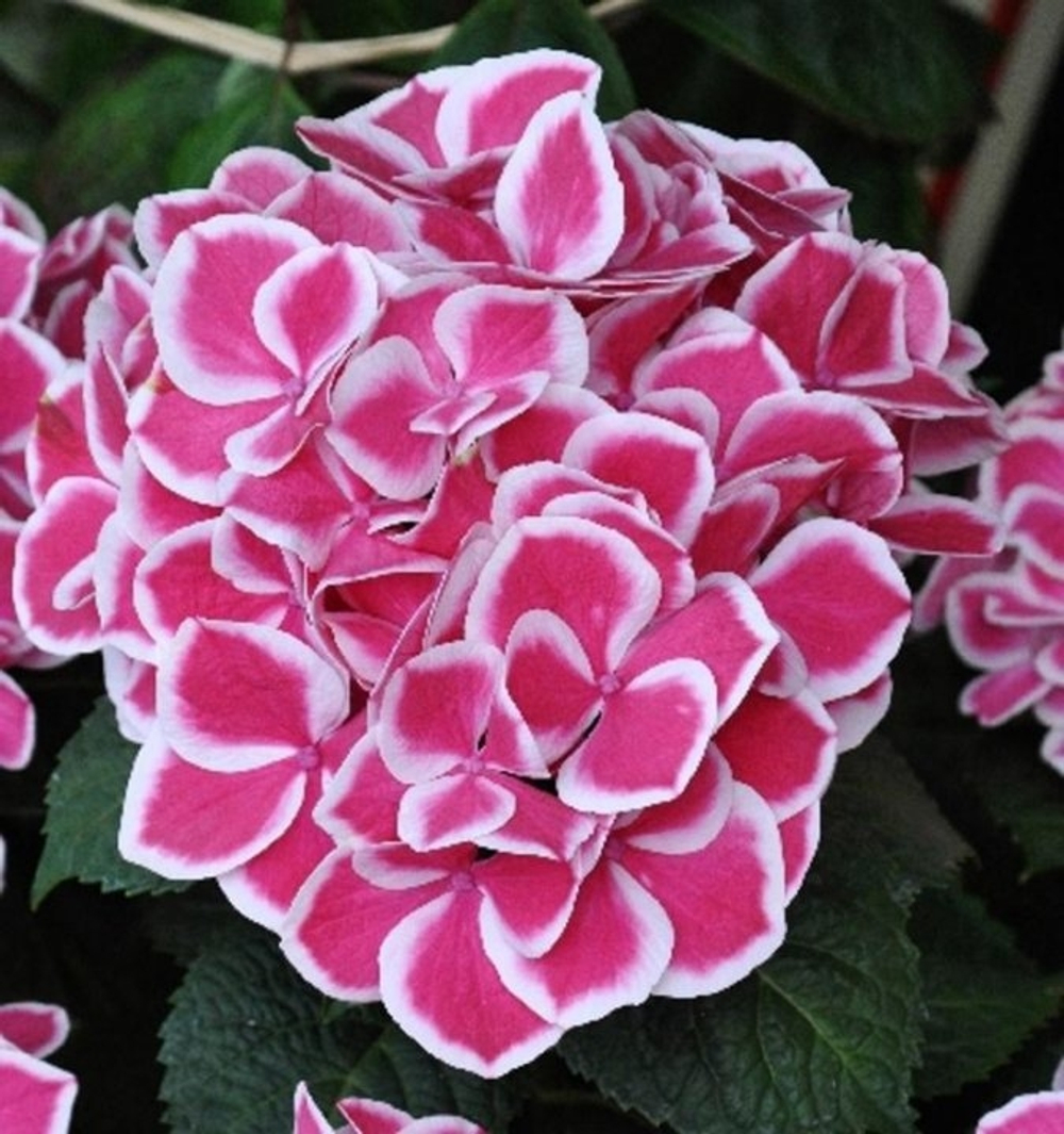 TIVOLY/ ТИВОЛИ (Стандарт поставки Р9)2025г.