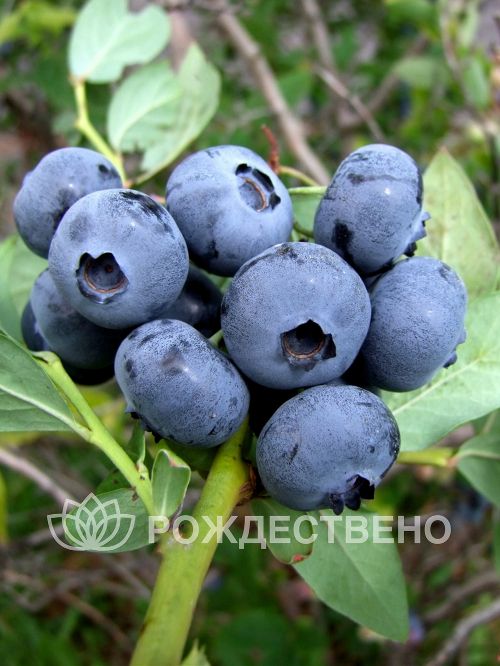 Голубика садовая Спартан