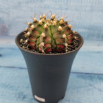 Gymnocalycium T-Rex Pink hybride (Гимнокалициум T-rex)