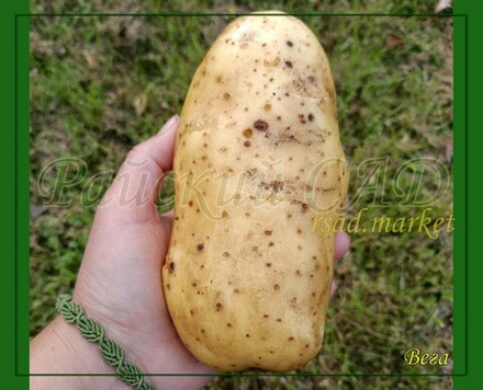 Семенной Картофель Вега