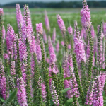 Вероника длиннолистная "Pink Damask". Veronica longifolia "Pink Damask".