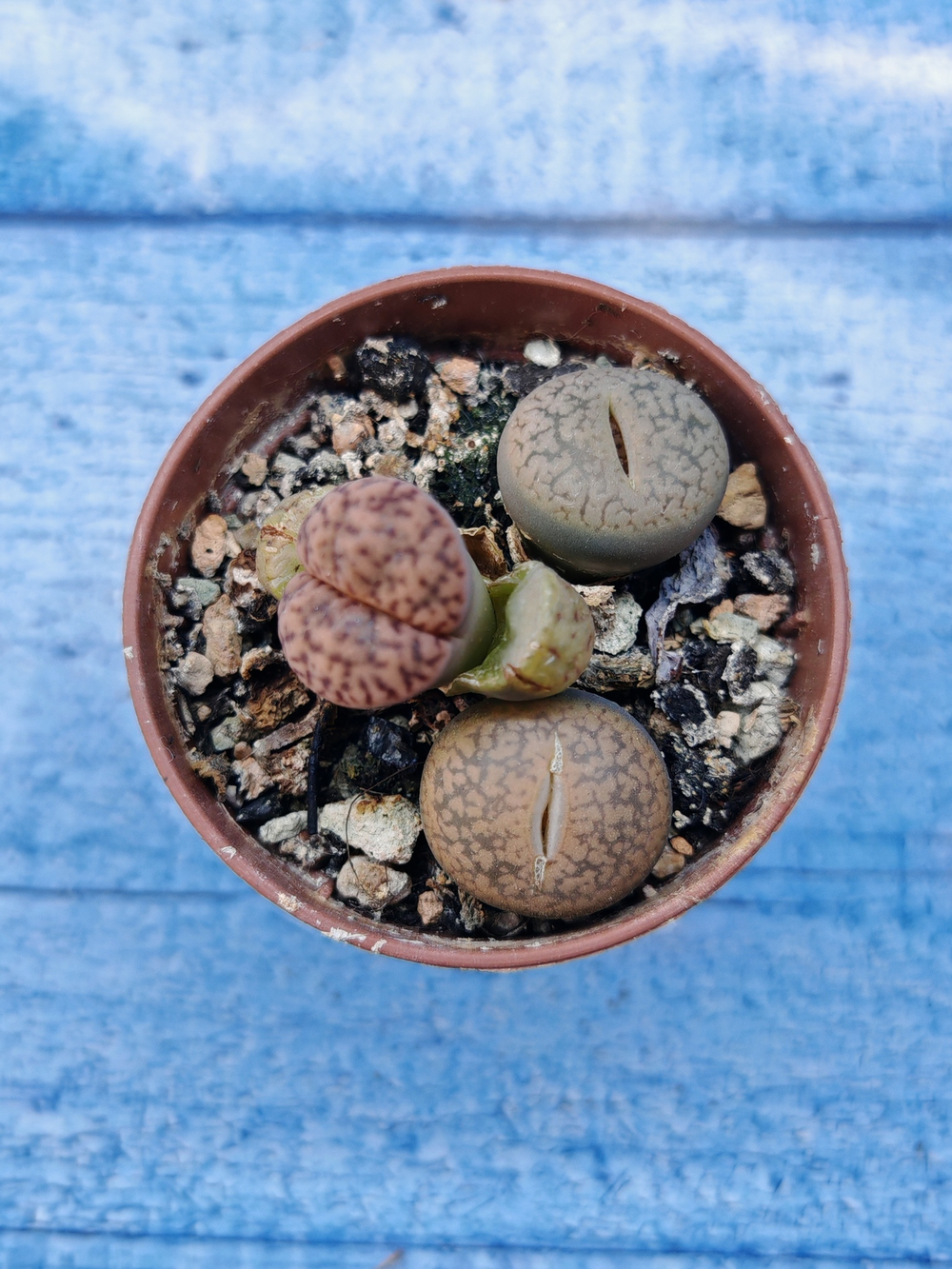 Lithops sp. (Литопсы)