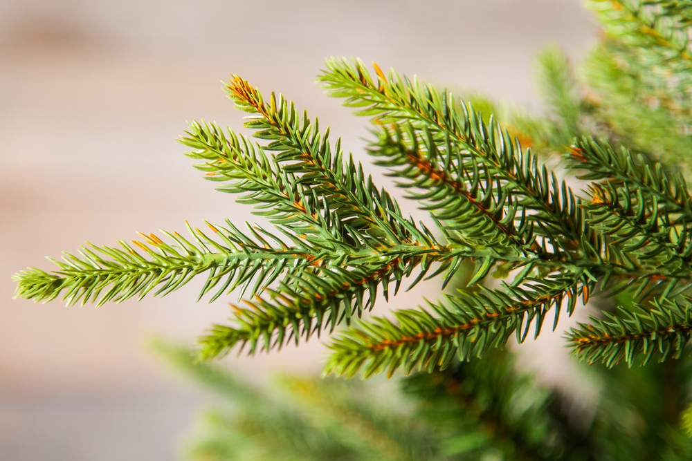 Ель Королевская Премиум 185см зеленая Triumph Tree