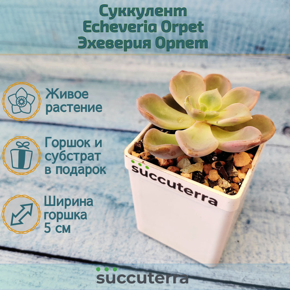 Echeveria Orpet (Эхеверия)
