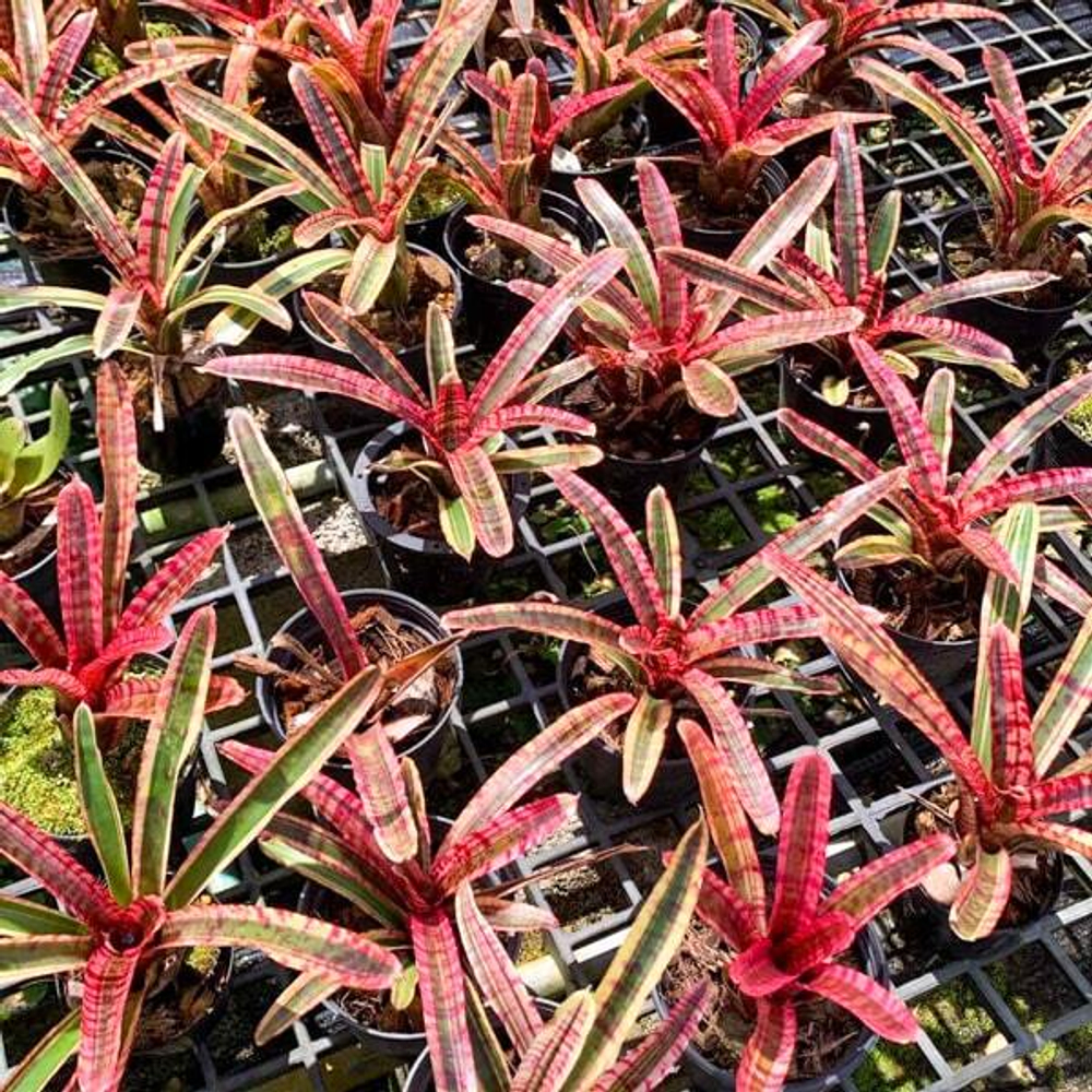 Неорегелия WHITE HOT EMBOR MINI