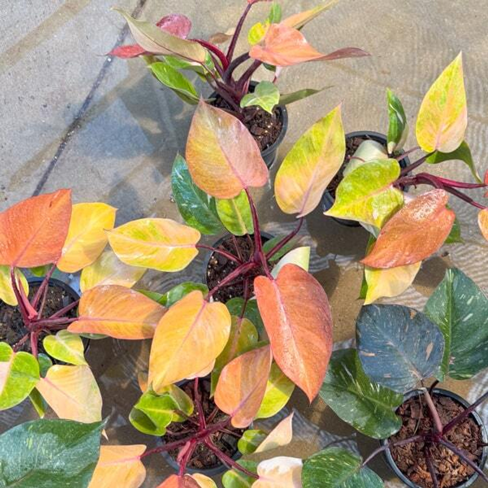 Филодендрон PERMISSION PRINCESS