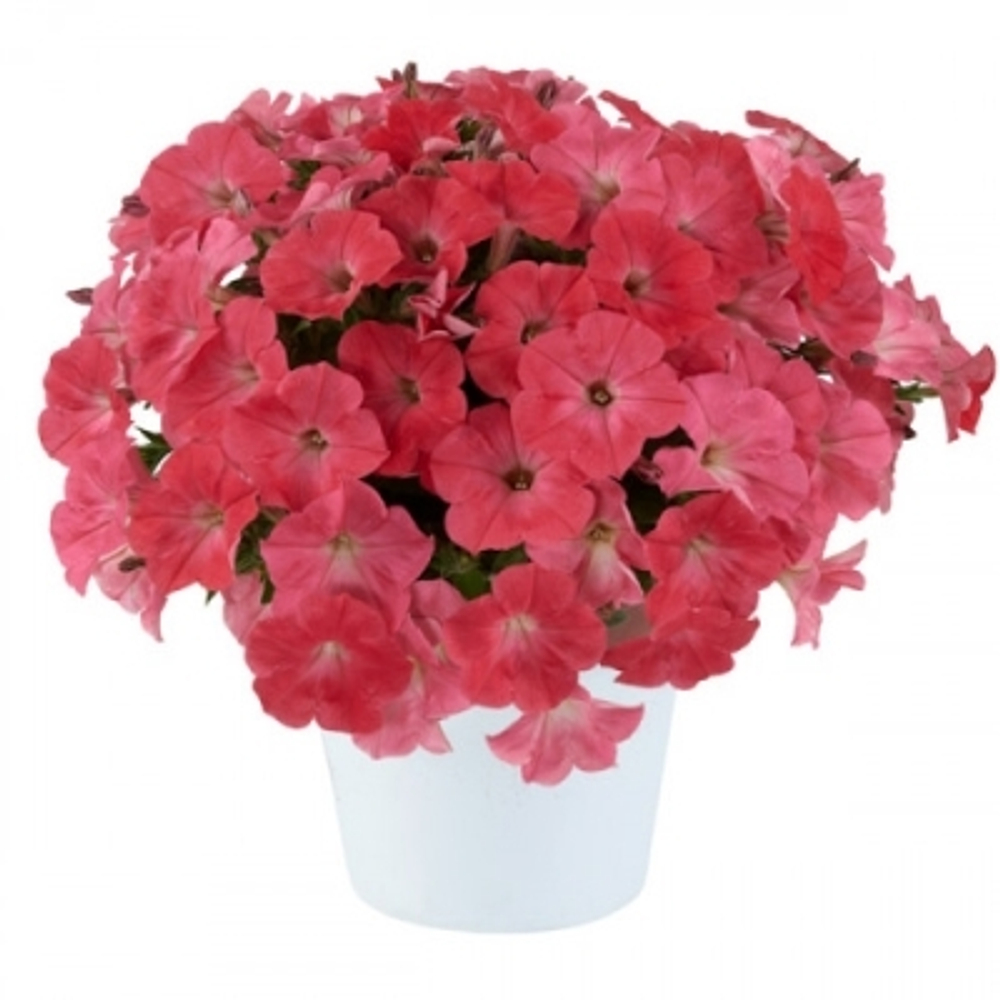 Петуния Capella Coral