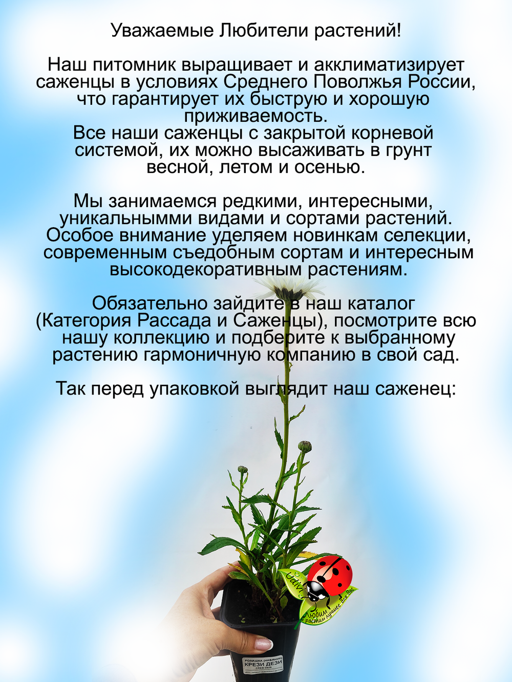 Ромашка Крези Дези садовая Нивяник