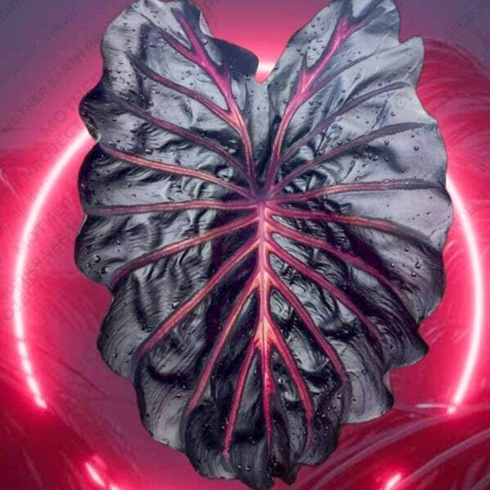 Колоказия NEON