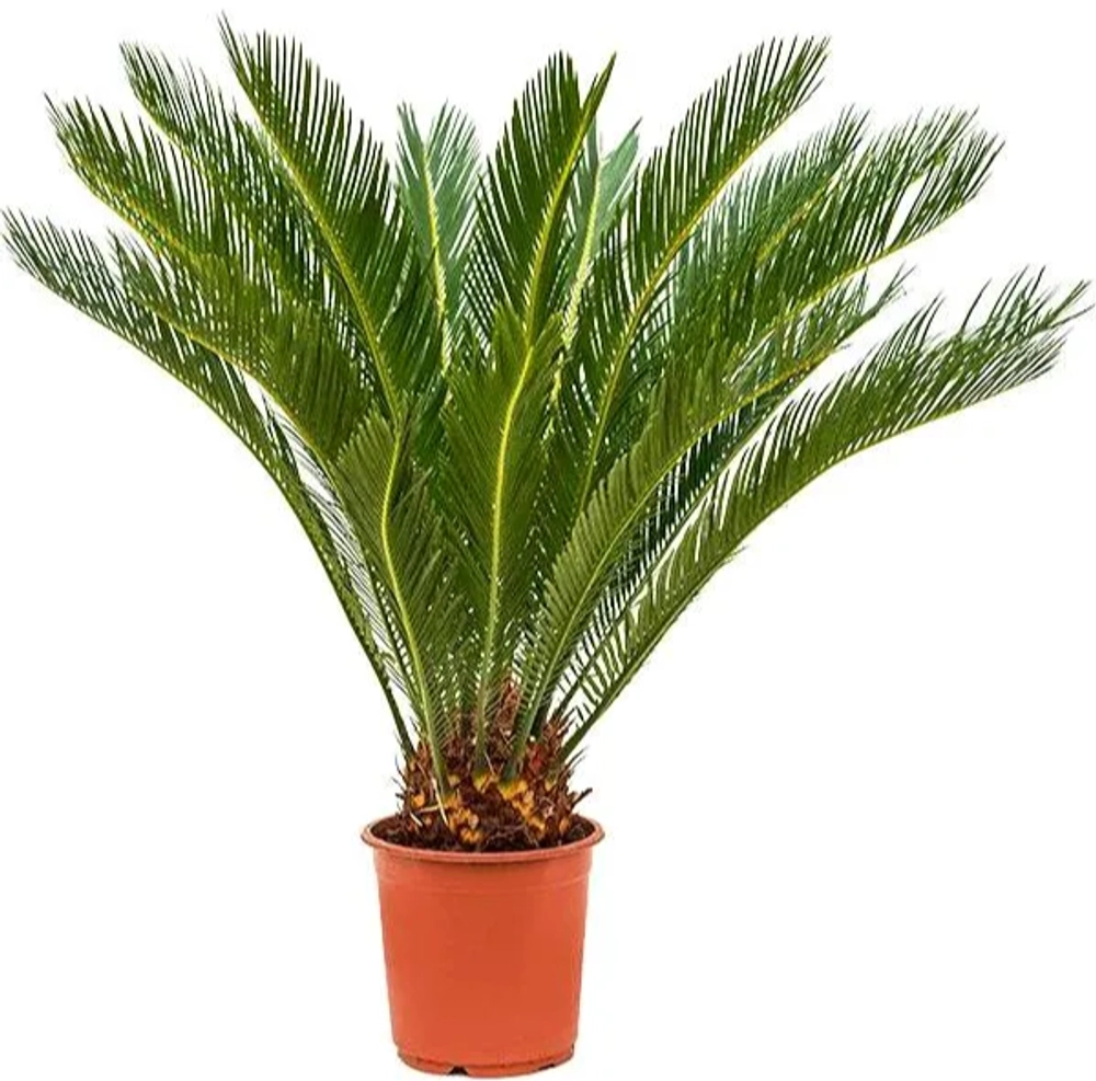 Цикас революта