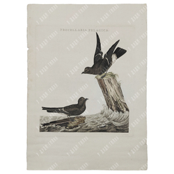 Зепп Ян Кристиан. Пара буревестников. Гравюра на меди, акварель. Амстердам. 1797 г.