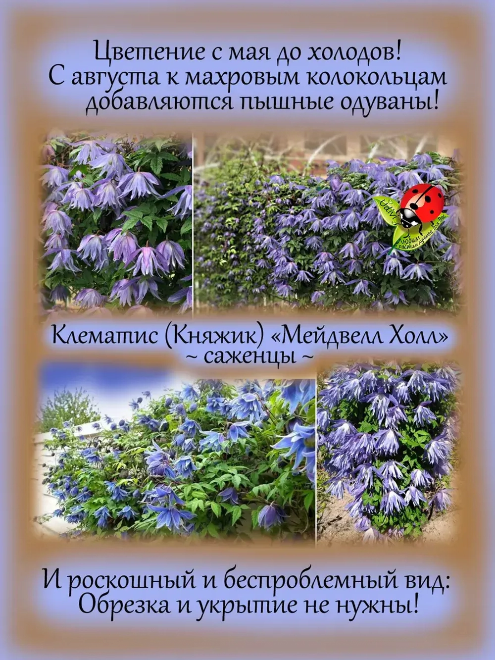 Клематис Княжик Медвелл Холл махровый