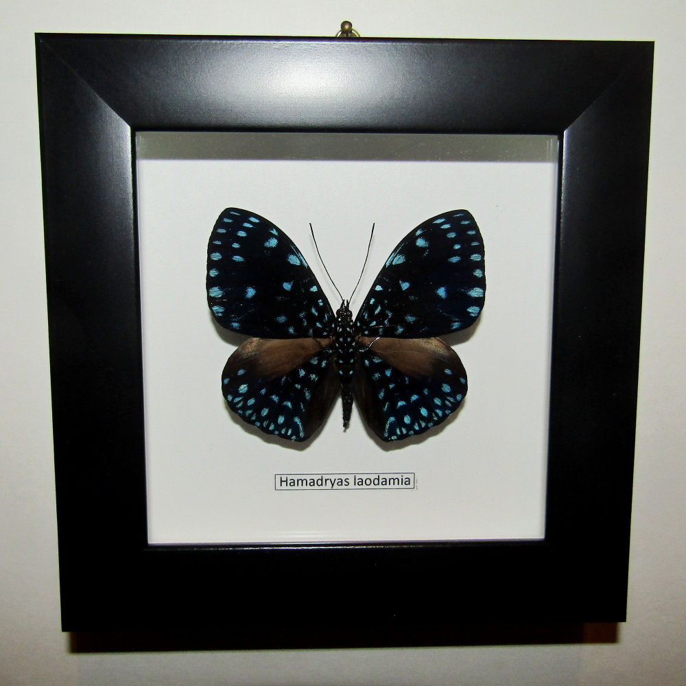 Бабочка Hamadryas laodamia в рамке