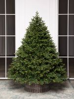 Елка с гирляндой «Эрмитажная» (Литая хвоя) 180 см / 1,8 м