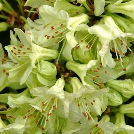 Рододендрон гибридный Shamrock (Шемрок)