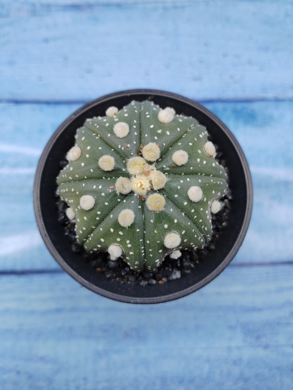 Astrophytum Asterias (Астрофитум)