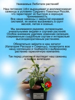 Шалфей Триколор вариегатный