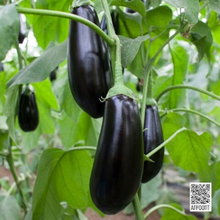 Шарапова F1 семена баклажана (Rijk Zwaan / Райк Цваан)