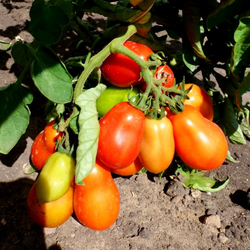 Помидоры для пиццы Сан Марзано