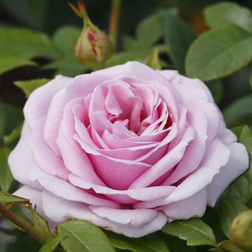 Роза чайно-гибридная Пасифик Блу