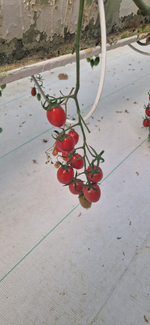 Тобреин F1 семена томата индетерминантного ( Yuksel Tohum / )