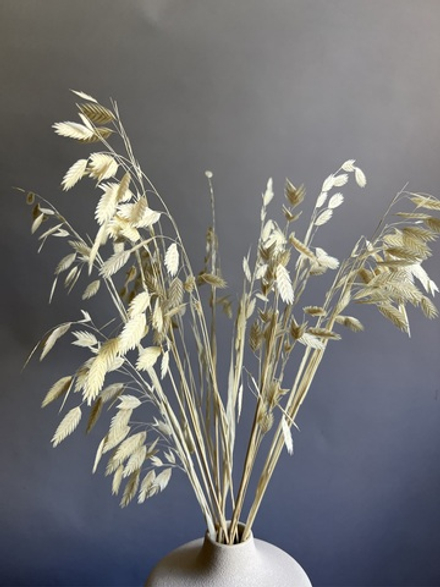 Хасмантиум молочный