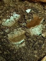 Пигмент 8559 - Медная бронза - (с зелёным) универсальный