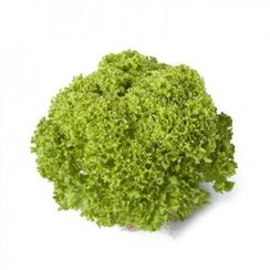 ЛУГАНО семена салата (Rijk Zwaan | Alexagro)