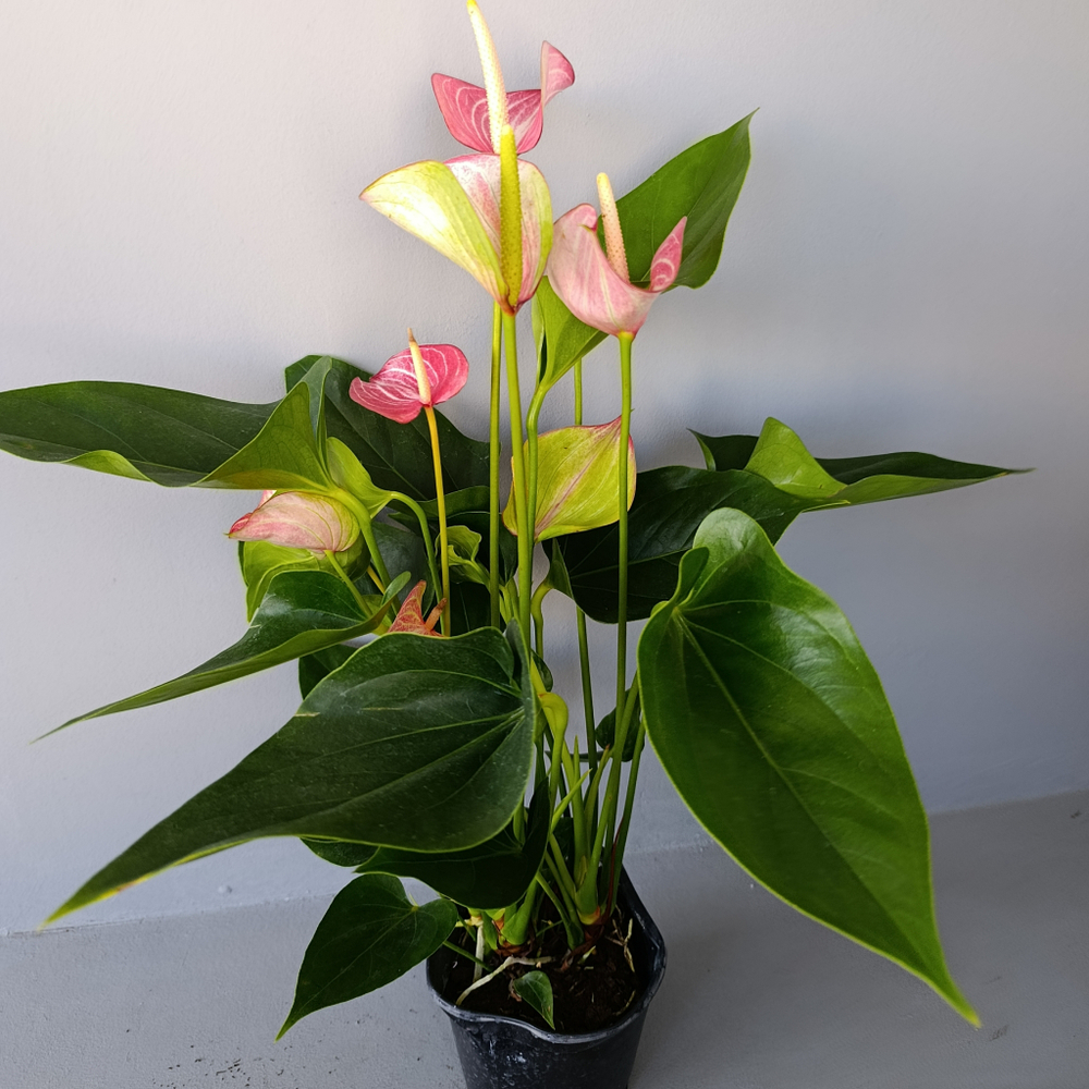 Антуриум Ливиум