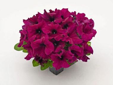 S60232  Петуния кустовая Grandiflora Success!HD Burgundy 10 шт.
