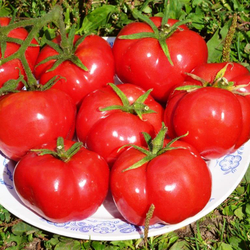 Помидоры Nectarine – Нектарин