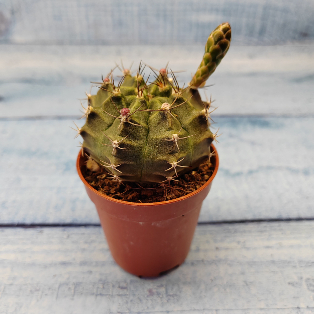 Gymnocalycium Friedrichii (Гимнокалициум)