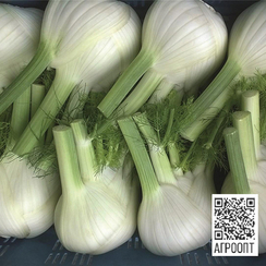 Дракон F1 семена фенхеля (Bejo / Бейо)