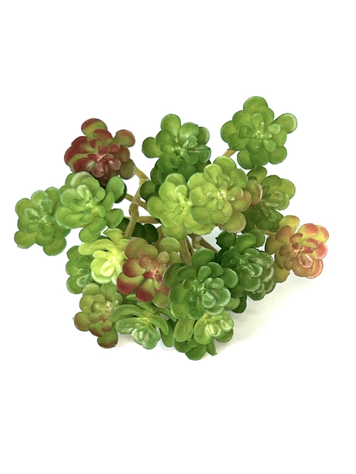 Суккулент 105 зеленый