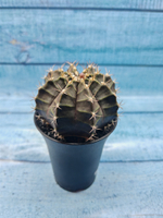 Gymnocalycium Mihanovichii black (Гимнокалициум)