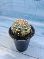 Astrophytum Asterias variagate (Астрофитум)