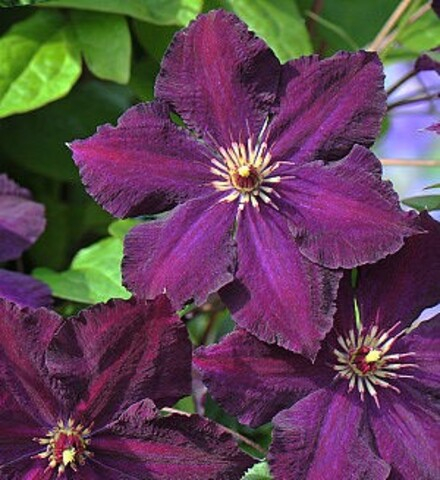 Клематис гибридный Грюнвальд