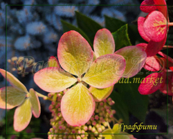 Гортензия метельчатая Граффити (Hydrangea paniculata `Graffiti`)