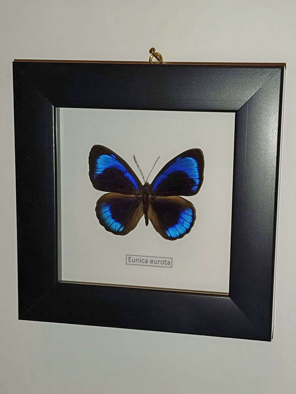 Бабочка Eunica eurota в рамке